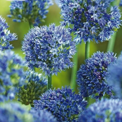 Plant in a Box - Allium Caeruleum - Zwiebeln x80 - Blaue Kugellauch - Blumenzwiebeln für Garten, Terrasse oder Balkon