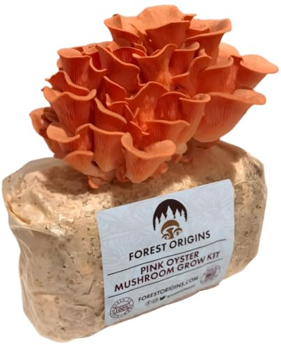 Pink Austernpilz Farm – Wunderschönes Pilzzucht-Set – All in One Indoor Growing Kit – Exotic Pilz