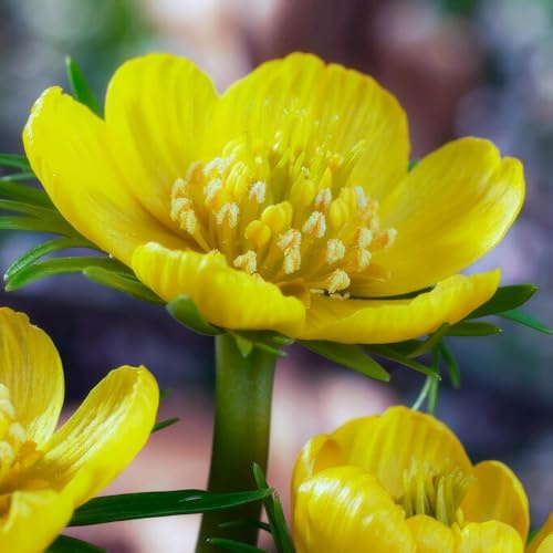Winterling Eranthis cilicica Zwiebeln - 50 Blumenzwiebeln | Mehrjährig Winterhart, Frühlings Goldbecher, Bodendecker, Echte Pflanzen aus Holland, Für Garten und Steingärten (kein Samen)