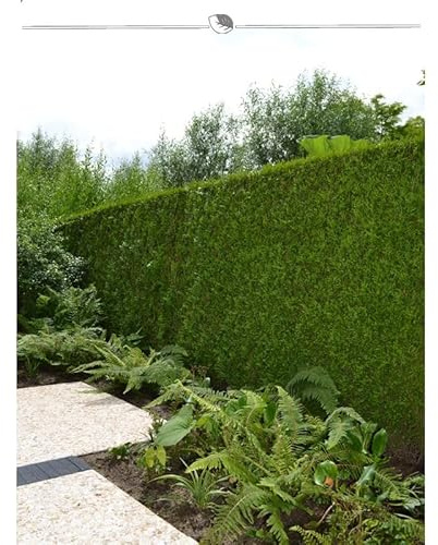 Lebensbaum Thuja Brabant 200-225 cm. 10 Thuja Pflanzen. Sichtschutz Hecke