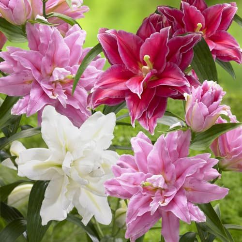 CSL sunrise 5 Stück  gefüllte Lotus Lilien Mixfarben stark duftend winterhart und mehrjährig Lilienzwiebeln, Blumenzwiebeln, bienenfreundlich, schmetterlingsfreundlich