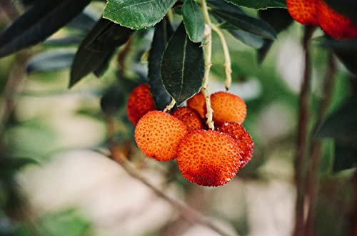 Erdbeerbaum 40–60 cm – Arbutus unedo – Immergrüner Erdbeerstrauch – Winterblüher – Mediterranes Gehölz für Garten, Terrasse & Balkon