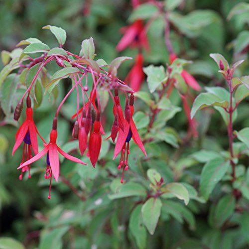 Blumixx Stauden Fuchsia Hybride ‘Bernisser Hardy’ - Garten-Fuchsie, rosa-violett blühende mehrjährige Blütenstaude, winterhart mit Winterschutz, ideal für Beet, Kübel & halbschattige Standorte