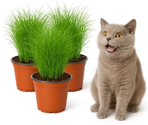 mgc24 Katzengras Cyperus zumula - Echtes Zyperngras im 12er Topf, fertig gewachsen ca. 20cm hoch - 3er Set