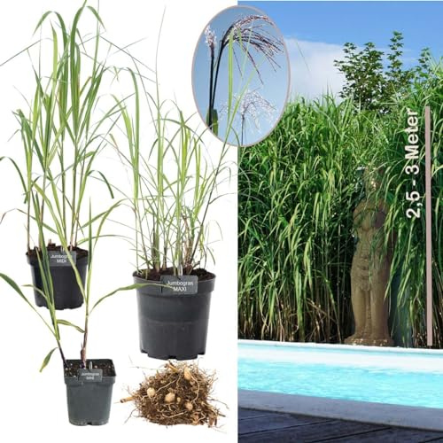 Topfballen Elefantengras 'Miscanthus x giganteus' - schnell wachsendes Ziergras Chinaschilf als Sichtschutz & Gräserhecke für Garten & Teich - winterfest & pflegeleicht (5x Größe MINI)