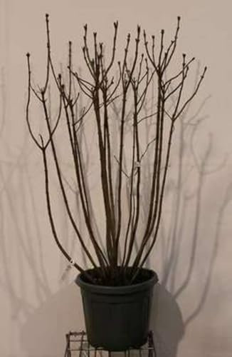 Syringa vulg. 'Michel Buchner' - Edelflieder 50-60 cm - Container