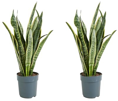 Bloomique - 2er-Set - Sansevieria Laurentii - Bogenhanf - Sukkulenten - Zimmerpflanzen - Sehr Pflegeleicht - Höhe 30-40 cm - Topf 12 cm