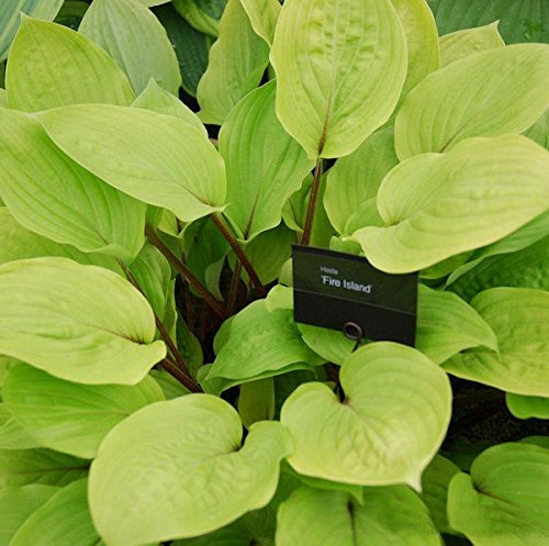 Funkie Fire Island - Hosta cultorum - lebende Gartenpflanze aus den Baumschulen