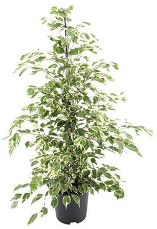 Bikrenfeige Ficus benjamina 'Twilight' – Zimmerpflanze – ca. 95cm Höhe – Eleganter, grüner Blickfang für helle Innenräume