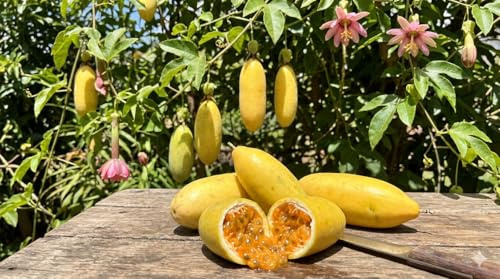 Bananen Passionsfrucht -passiflora mollissima- 10 Samen (Bild KI generiert)