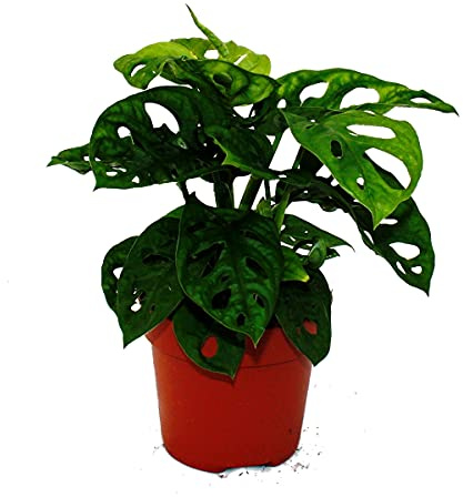 Fensterblatt - Monstera "Monkey Mask" - 12cm Topf