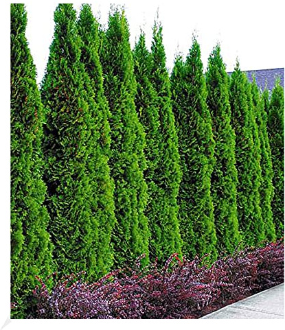 BALDUR Garten 20er Lebensbaum-Hecke Thuja Smaragd, Pflanzen im 9x9 cm-Topf