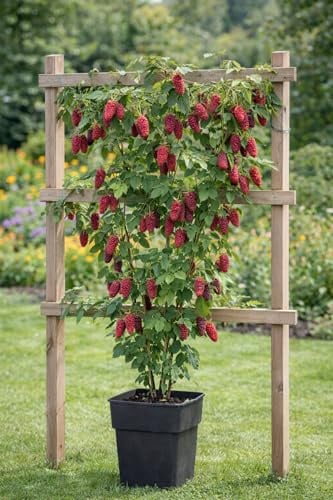 Tayberry Pflanze 50–60 cm – Rubus Tayberry Himbeer-Brombeer Kreuzung XXL Aroma, winterhart & kletternd, ertragreiche Gartenbeere für Balkon & Garten