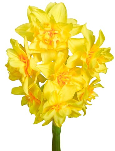 Narzissenzwiebeln 16 x 'Golden Rain' - The Bulb Farmers - Fruhjahr - in den Niederlanden gezuchtet - Narzissen Zwiebeln - Blumenzwiebeln