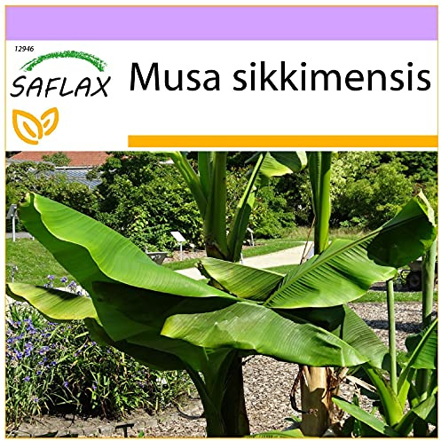 SAFLAX - Darjeeling - Banane - 5 Samen - Musa sikkimensis
