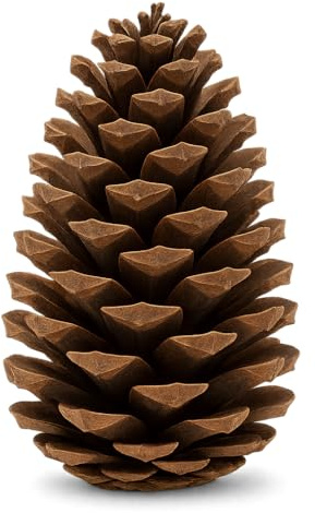 NaDeco Maritima Zapfen 10-14 cm, 10 Stück, Pinus Pinaster, Deko groß | Große See-Kiefer-Zapfen, geöffnet und samenfrei, unbehandelt, für Gesteck, Schale und Bodenvase und naturbelassen