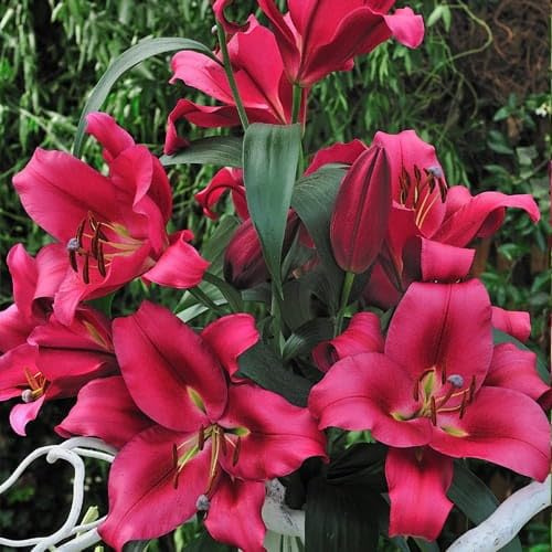 Lilienzwiebeln Baumlilie Riesenlilien Lilium Zwiebeln Onion Knollen Winterhart Frische mehrjährig duftenden Prachtblüten (Borello)