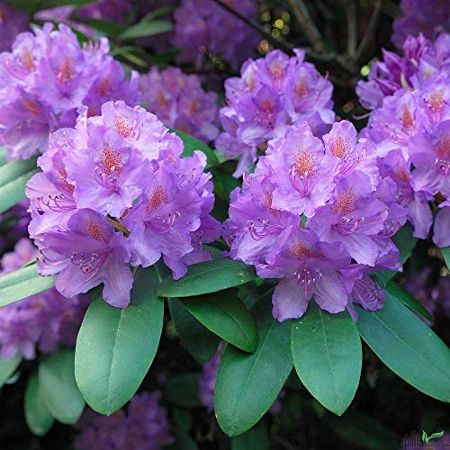 Rhododendron Hybride 'Catawbiense Grandiflorum' – Alpenrose 30-40 cm | Immergrün & Winterhart | Frühlingsblüher