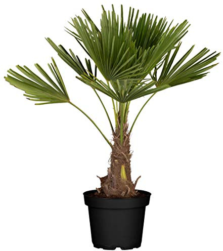 Hanfpalme, Palme winterhart bis -10°C - Höhe ca. 100-120 cm, Topf ca. 10 l - Trachycarpus Fortunei