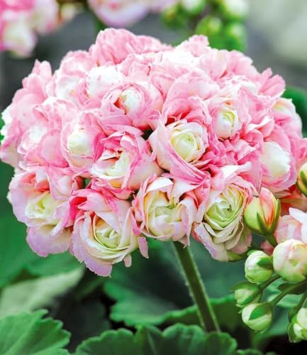 BALDUR Garten 9x Stehende Geranie 'Appleblossom', Pflanzen im 10,5 cm-Topf, Balkon-Geranie, stark gefüllt in Weiß mit Rosé, Hit für Balkonkästen, Kübel & Beete, pflegeleicht & reichblühend