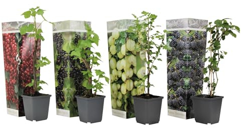 Plant in a Box - Beerenmischung - 4er Mix - Mix von Brombeeren, Johannnisbeeren und Stachelbeeren Pflanzen - Topf 9cm - Höhe 25-40cm