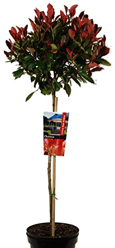 Photinia oder Glanzmispel auf Stamm 80-100 cm