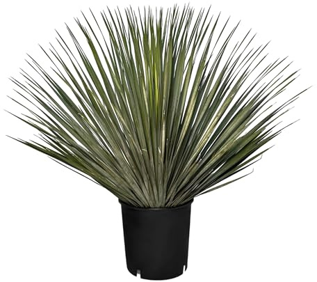 Mediterrane Yucca Rostrata Palmlilie - Winterharte Pflanze bis -20°C - Ideal für Garten & Terrasse