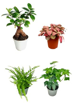 I Giardini di Giulia | Set mit 4 grünen Setzlingen für Terrarium zum Selbermachen | Ficus Ginseng Mini, Fittonie, Farne, Efeu | lebende Zimmerpflanzen leicht zu pflegen (rote Pfingstrose)