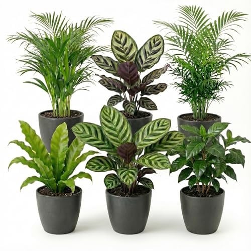 Vdvelde․com - Zimmerpflanzen Set 6 Stück - Luftreinigende Pflanzen - Pothos, Efeutute & mehr in Anthrazit Dekotöpfen - Pflegeleicht - Ø12 cm, Höhe 30-40cm - Ideal für Büro & Wohnzimmer