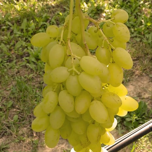 Kernlose Tafeltraube 'Sonja'Ⓢ im 3 Liter Topf winterhart