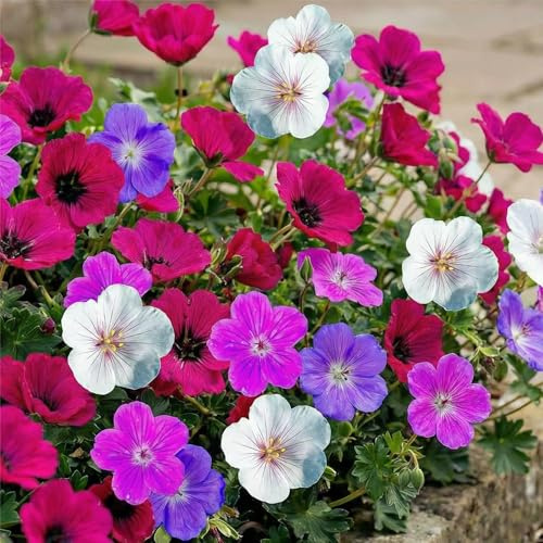 Winterharte Geranien Stauden Kollektion - 10 Wurzeln/Zwiebeln - Mix von 5 Sorten für Garten - 2 von jeder Farbe - Pflanzen aus Holland (kein Samen) - Weiß-Rot-Rosa-Violett Hybriden