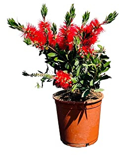 Tropictrees - Callistemon Citrinus - 80-100 cm - Bottelbrush - Putzer - Zylinderputser- Farbe Rot