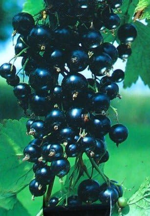 Schwarze Johannisbeere Silvergitters Schwarze Busch 3 Liter Pflanzcontainer 3-4 Triebe