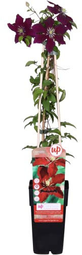 Clematis 'Niobe' - Waldrebe 50-60 cm Pflanzcontainer