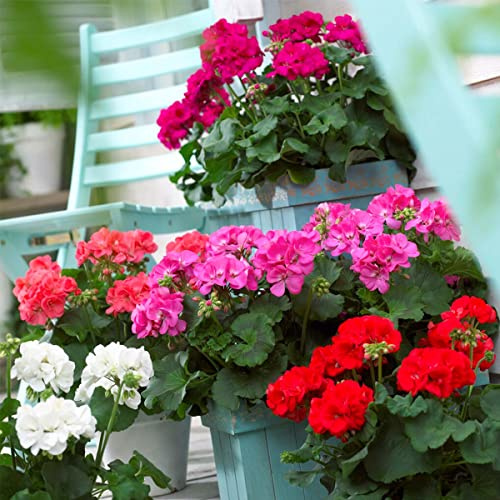 Bloomique - 6er-Mix - Pelargonium Zonale - Stehende Geranien - Geranienpflanzen - Gartenpflanzen - Höhe 15-20 cm - Topf 10,5 cm