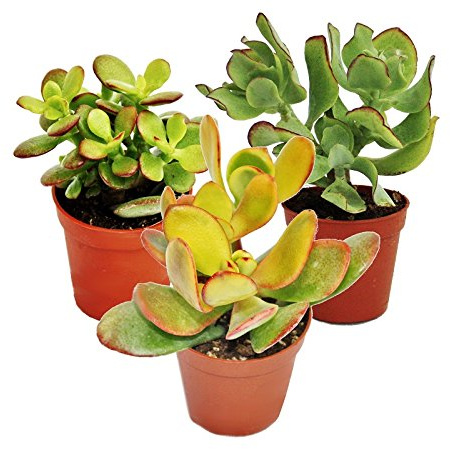 Geldbaum-Set, 3 verschiedene Crassula-Arten im 5,5cm Topf