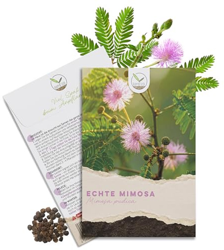 Echte Mimose Samen (Mimosa Pudica) mit hoher Keimrate - Pflanzen Samen für vielblütige & bewegungsfrohe Mimosen