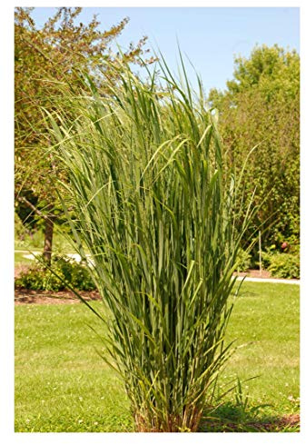 Stauden Gänge 3 x Panicum virgatum 'Northwind' im 1 Liter Topf (Ziergras/Gräser/Winterhart/Mehrjährig/Staude) Reisen Rutenhirse - TOP SORTE/EXTREM AUFRECHT - Perfekt für als Sichtschutz