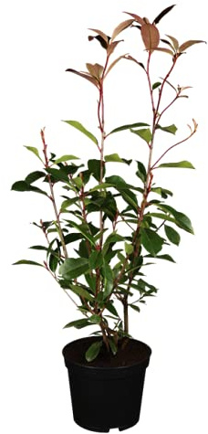 Photinia fraseri 'Red Robin' 60–80 cm im 3 L Topf – Winterhart · Immergrün · Mehrjährig – Glanzmispel – Heckenpflanze für Garten & Sichtschutz