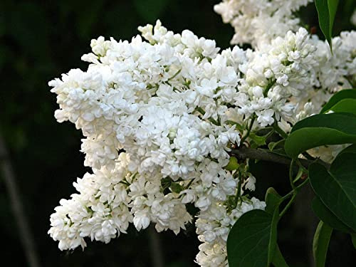 Edelflieder Syringa vulgaris 'Mme Lemoine' Pflanze 15-20cm weiß Flieder Rarität