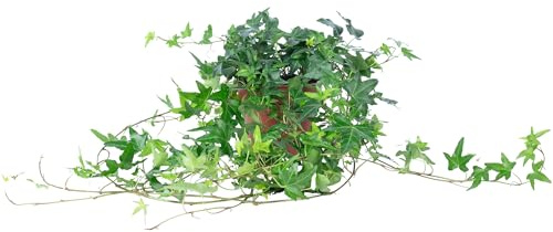 Gemeiner Efeu grün - pflegeleichte Zimmerpflanze, Hedera helix - Höhe ca. 20 cm, Topf-Ø 13 cm