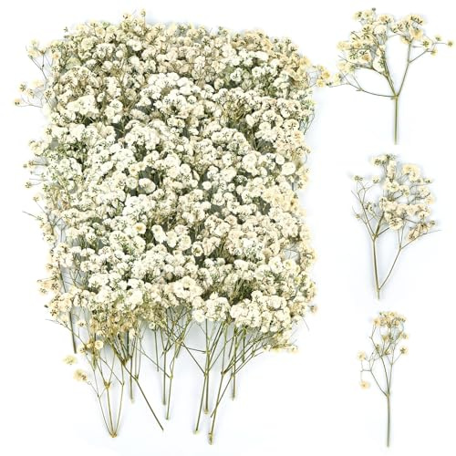 100 Stück Schleierkraut Getrocknet, Trockenblumen Schleierkraut, Trockenblumen zum Basteln, Getrocknete Blumen Klein für DIY Fotorahmen, Lesezeichen, Grußkarten (White)