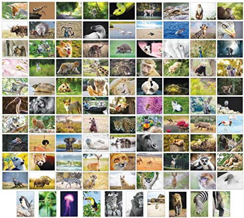 Bear and Bee 100 Tierpostkarten mit 100 verschiedenen Motiven Postkarten Tiere (100 Fotokarten)
