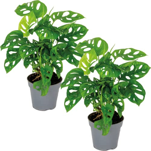 Bloomique - 2er-Set - Monstera adansonii - Monkey Leaf - Fensterblatt - Luftreinigende Zimmerpflanzen - Monstera Pflanze - Hängepflanze echt - Kletterpflanzen Zimmer - Höhe 20-25 cm - Topf 12 cm