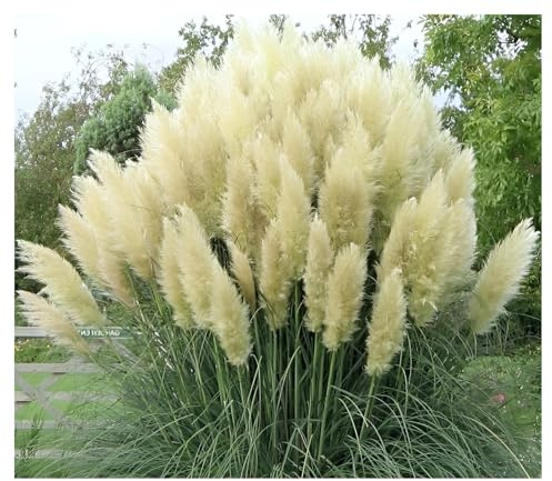 Stauden Gänge 3 x Cortaderia selloana 'White' im 1 Liter Topf (Ziergras/Gräser/Winterhart/Mehrjährig/Immergrün) Weißes Pampasgras - Majestätische, schneeweiße Federn für Ihren Garten