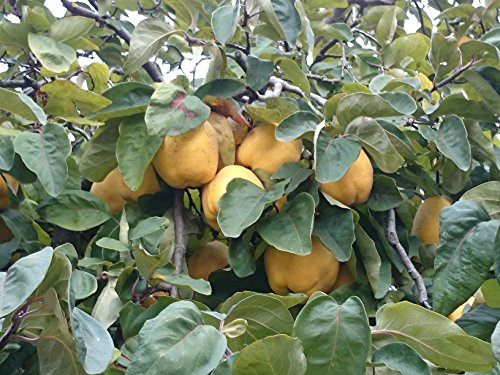 Quitte 'Portugiesische Birnenquitte' 180 cm Halbstamm Cydonia oblonga | Cydonia oblonga, rosa-weiße Blüte im Frühjahr, aromatische Früchte im Herbst, sonnig bis halbschattig, winterhart