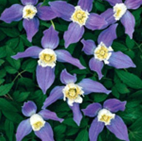 Alpenwaldrebe 60-100 cm Topf Clematis alpina Kletterpflanze winterhart | Clematis alpina, blau-violette Glockenblüten im Frühjahr, zierliches Laub, sonnig bis halbschattig, winterhart
