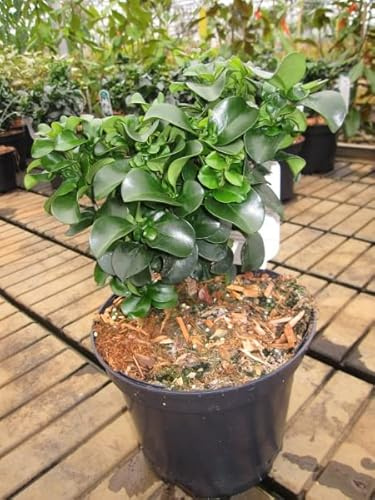 Japanischer Liguster Rotundifolium - Ligustrum japonicum 30-40