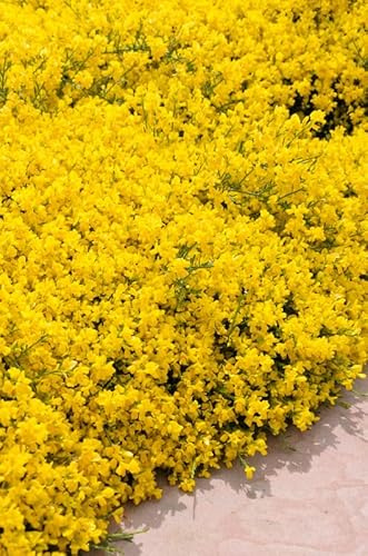 Ginster `Lydia´,Genista, 30-40cm, im Topf, Gärtnerqualität