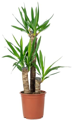 Palmlilie 3-stämmig - pflegeleichte Zimmerpflanze, Yucca Elephantipes Palme 60/30/20 - Höhe ca. 95 cm, Topf-Ø 21 cm